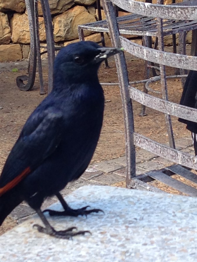 South Africa 602.JPG